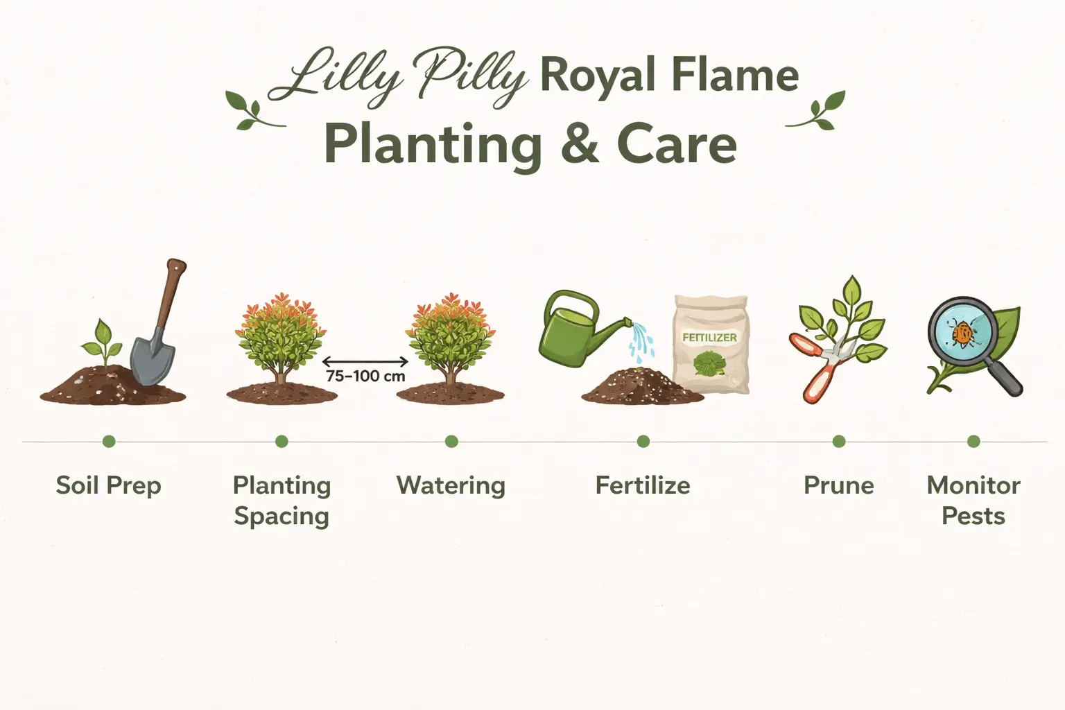 lilly pilly royal flame
