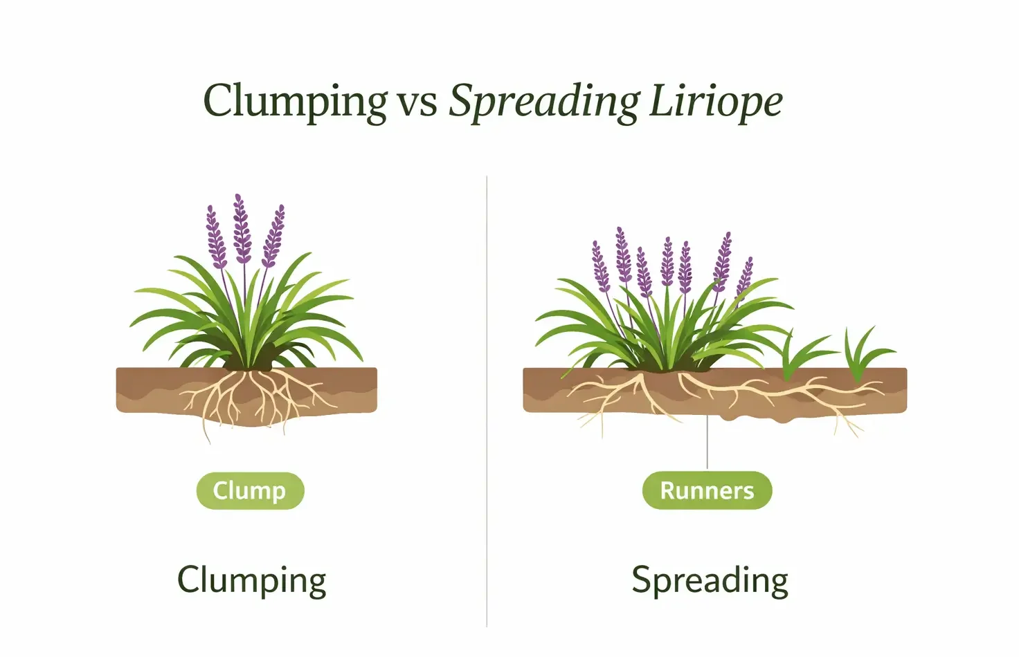 liriope varieties