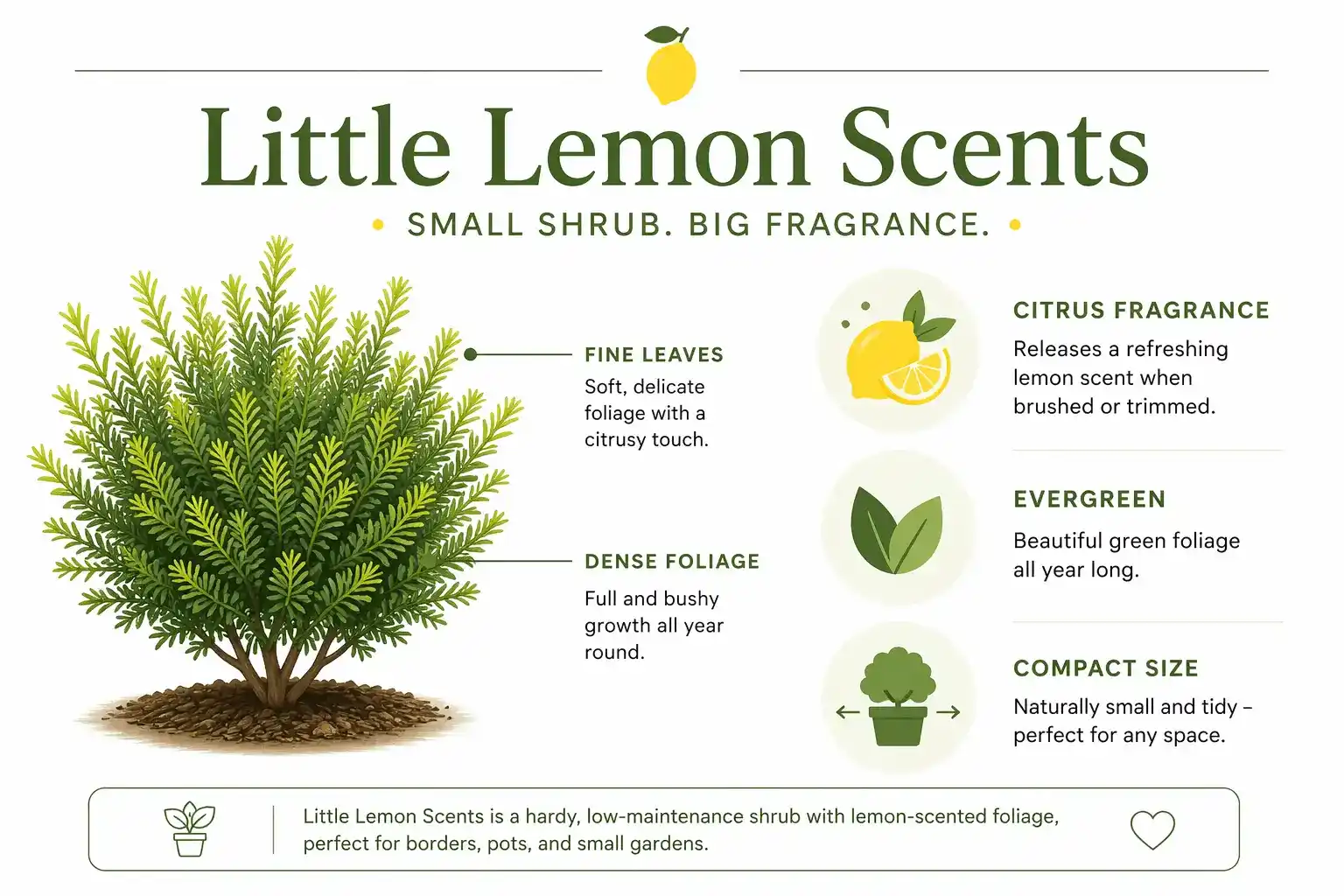 little lemon scents