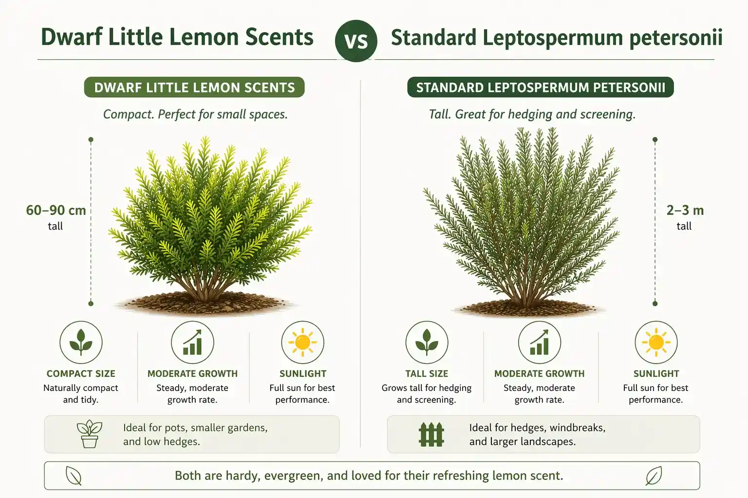 little lemon scents