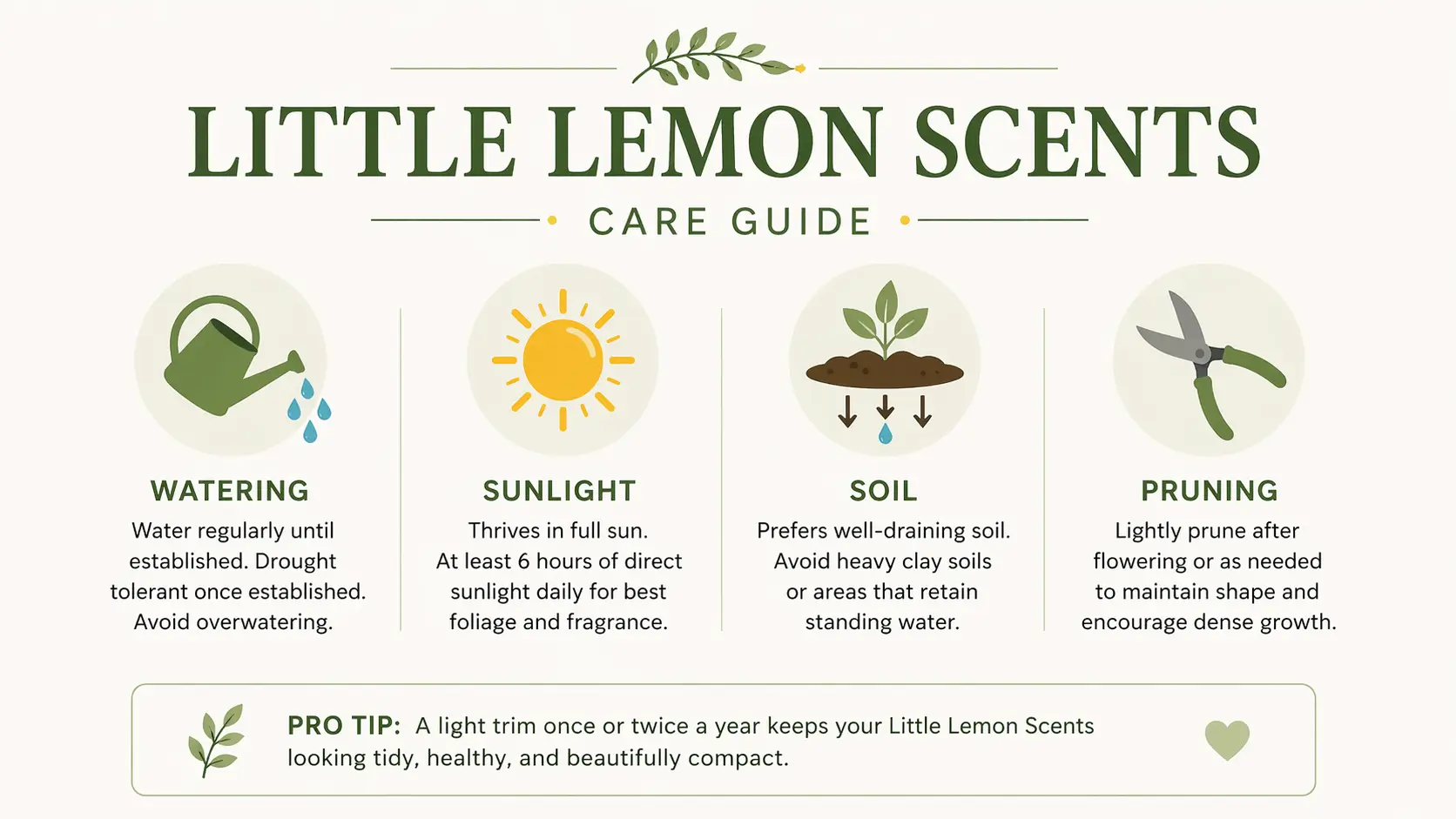 little lemon scents