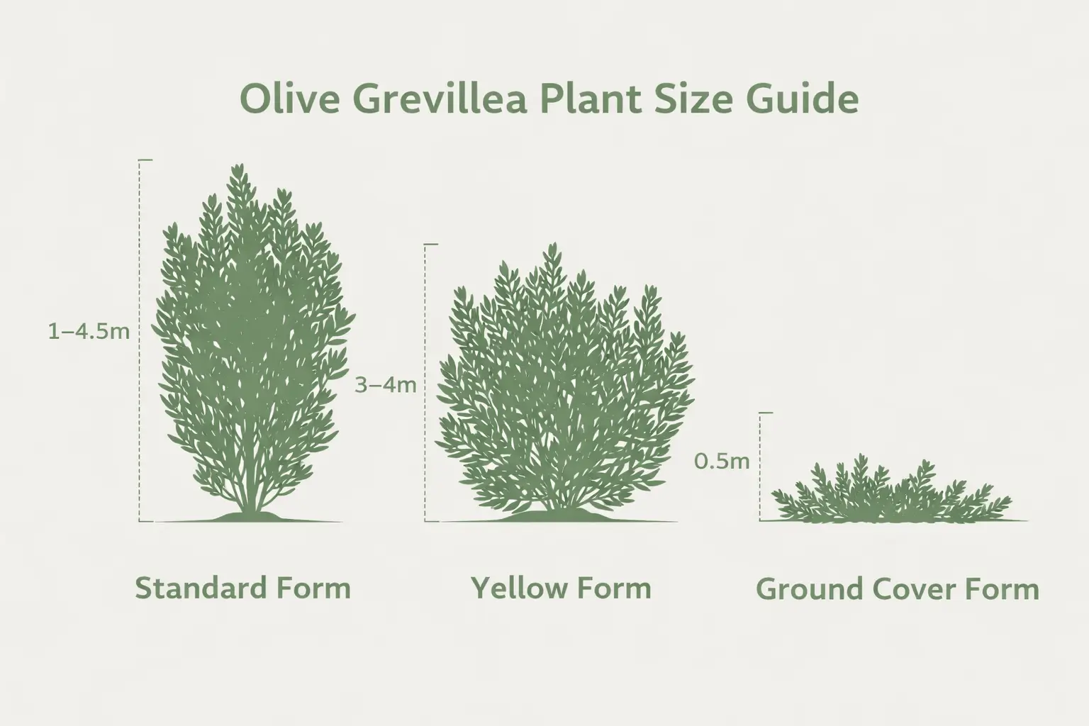 olive grevillea