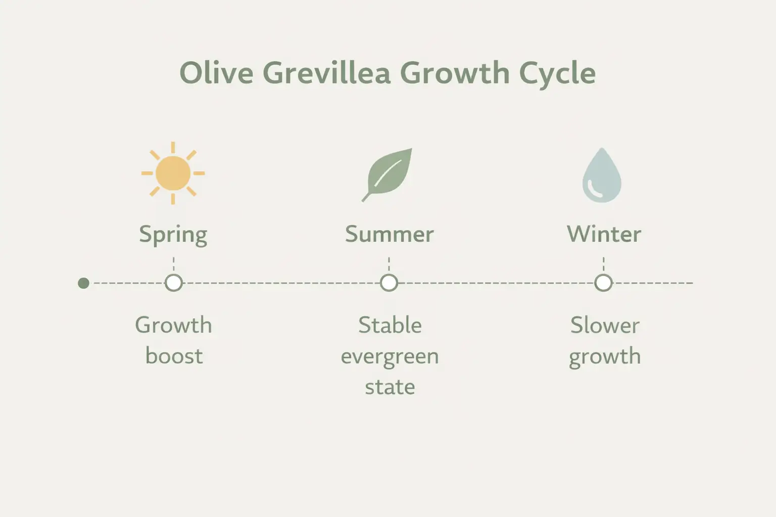 olive grevillea