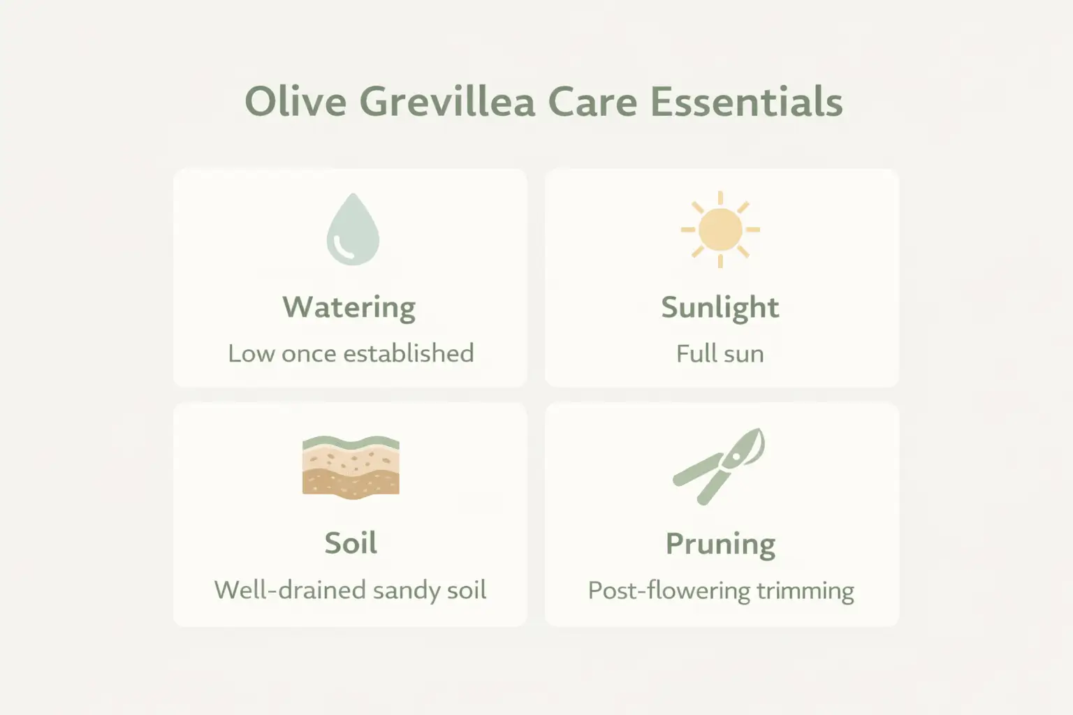 olive grevillea