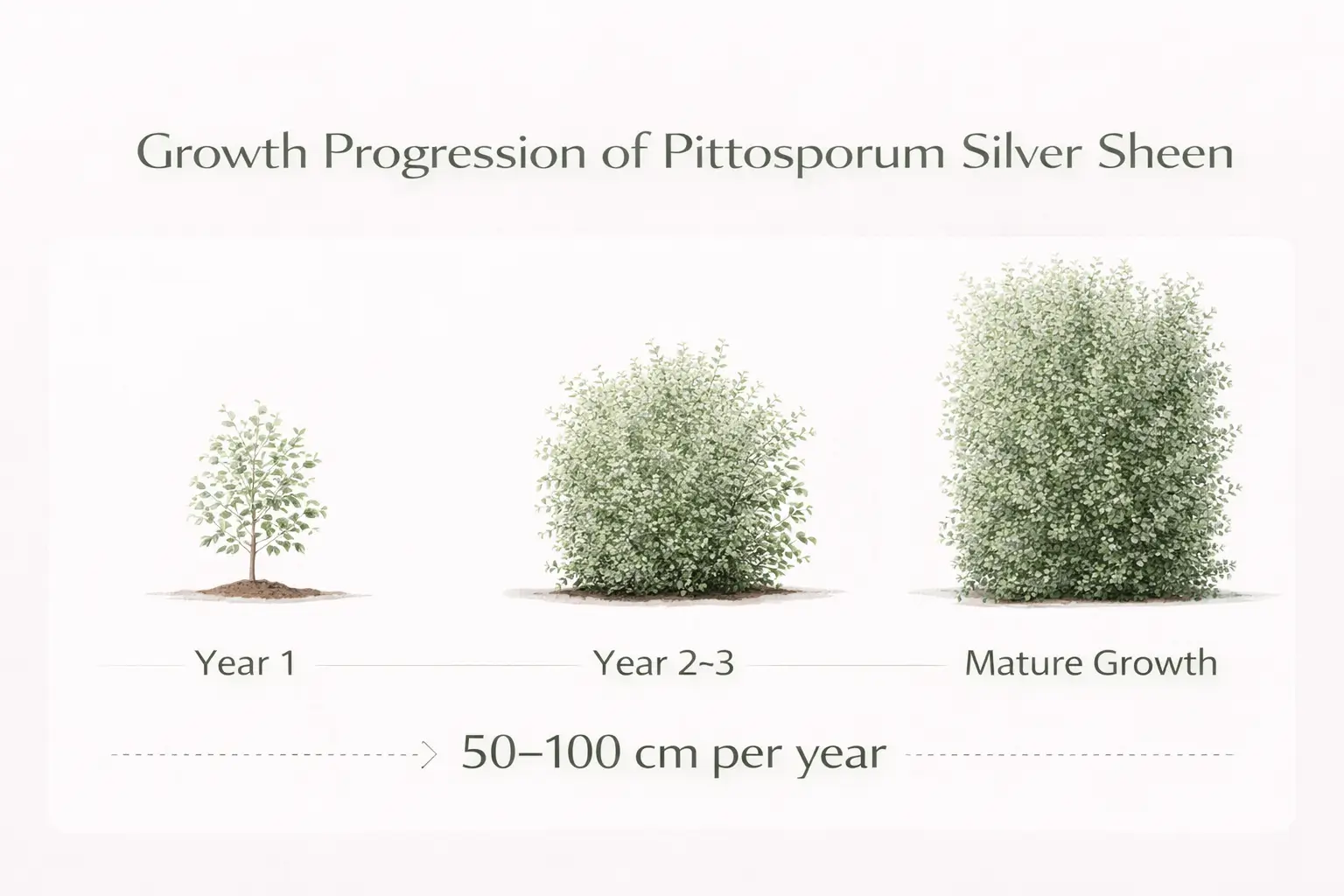 pittosporum silver sheen growth rate