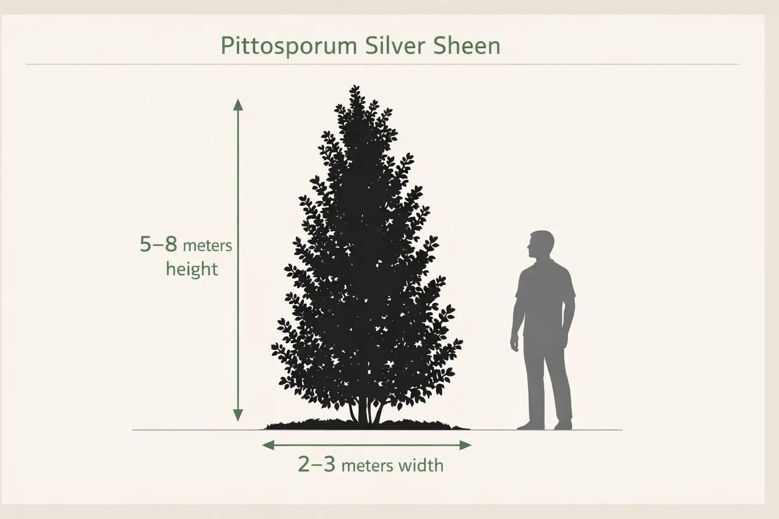 pittosporum silver sheen growth rate