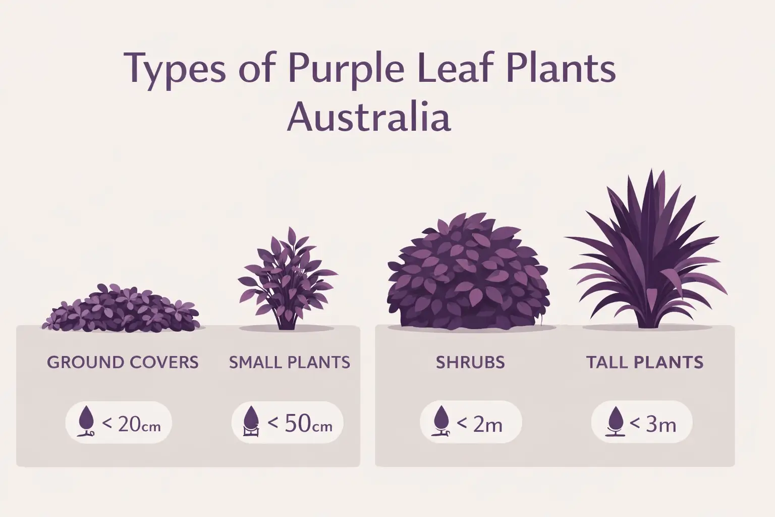 purple leaf plants australia