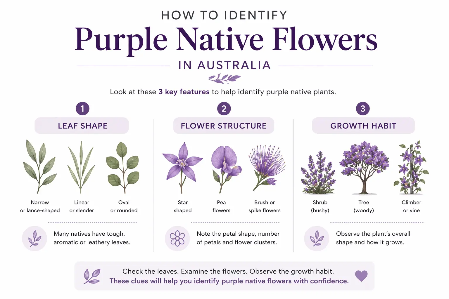 purple native flowers australia