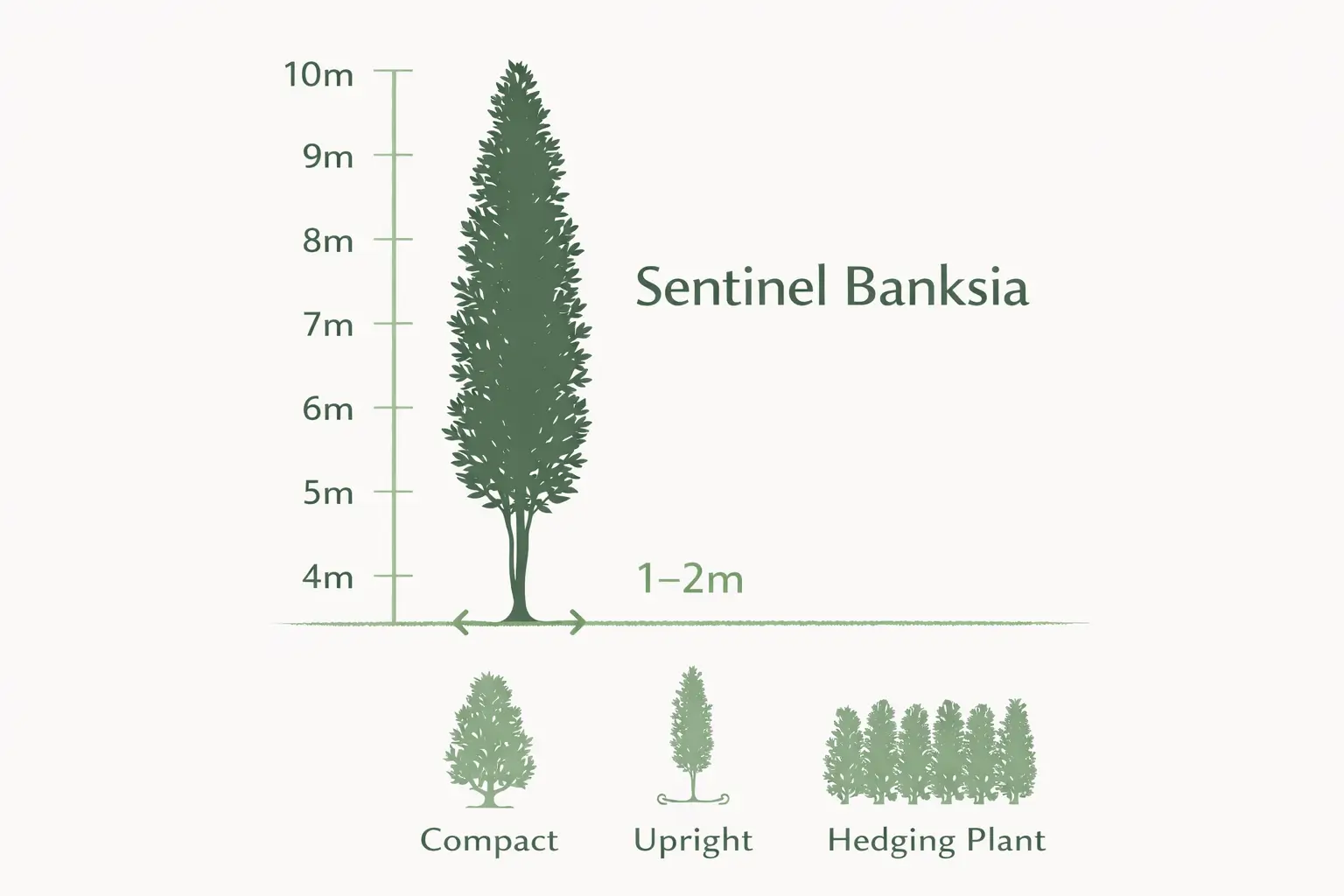 sentinel banksia