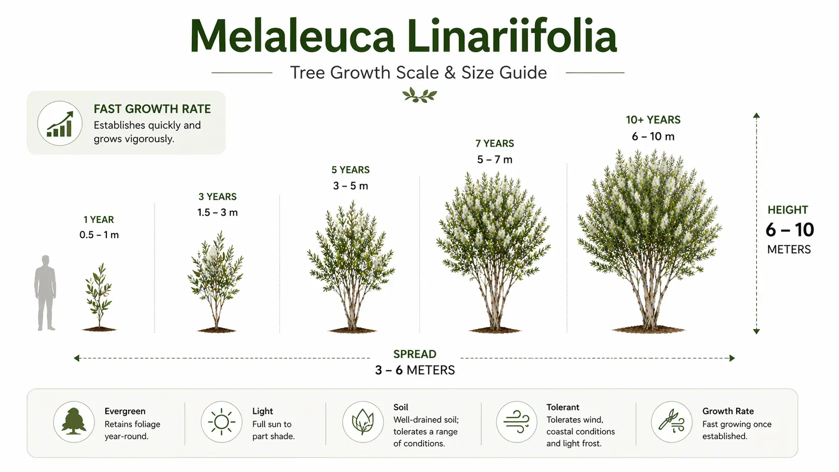 snow in summer melaleuca