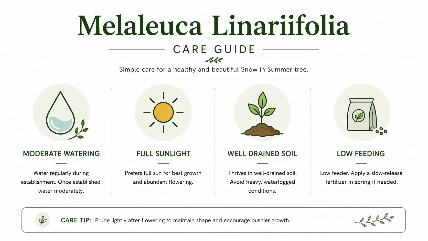 snow in summer melaleuca