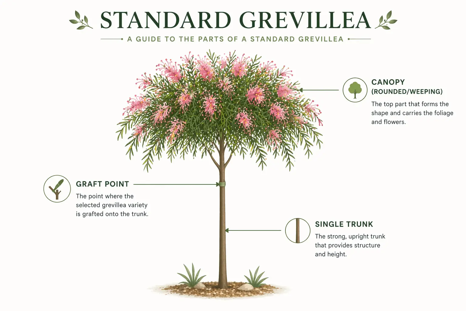 standard grevillea