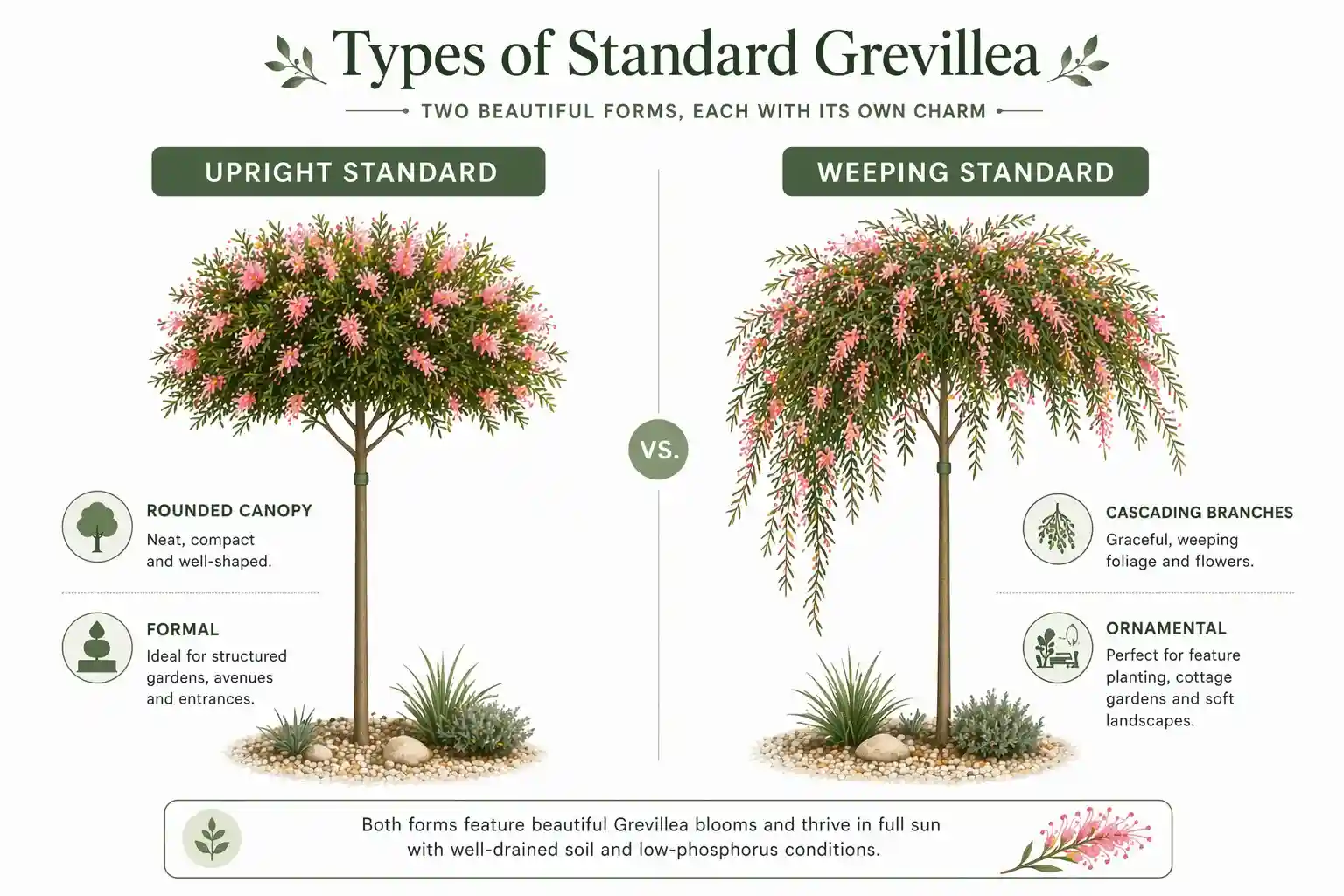 standard grevillea