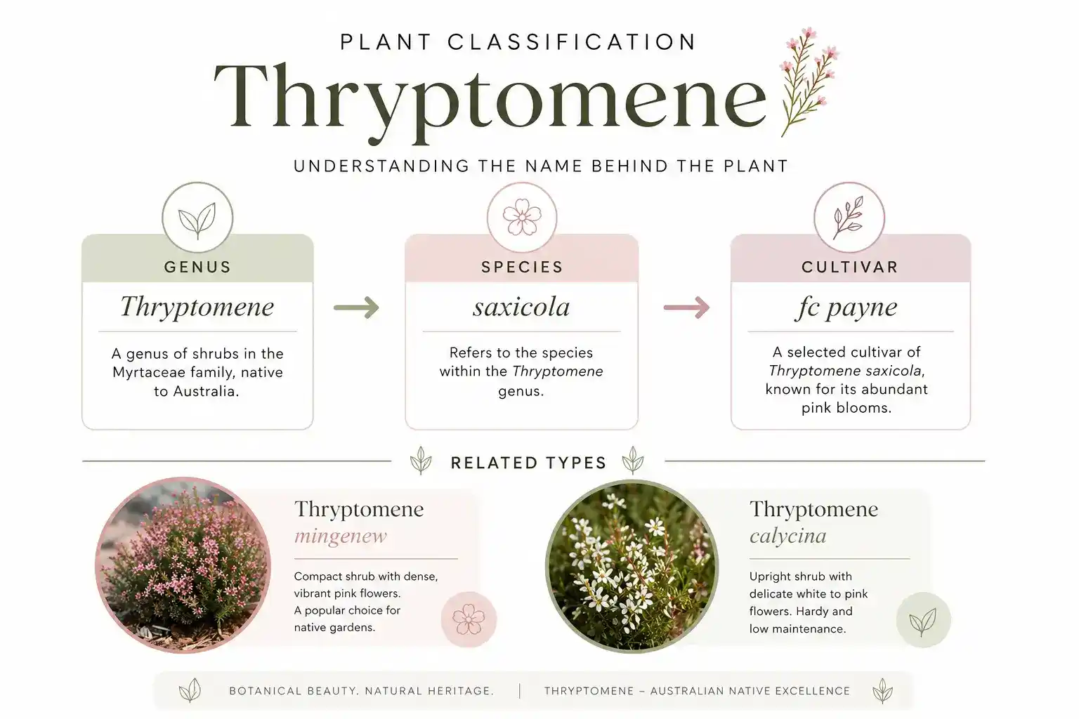 thryptomene fc payne