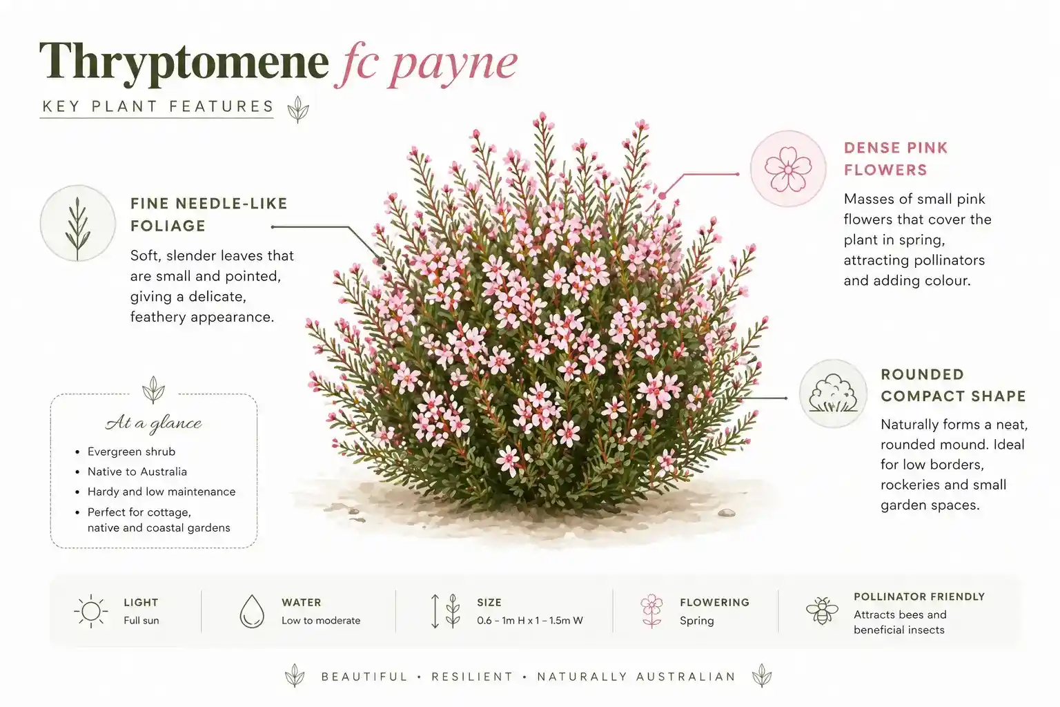 thryptomene fc payne