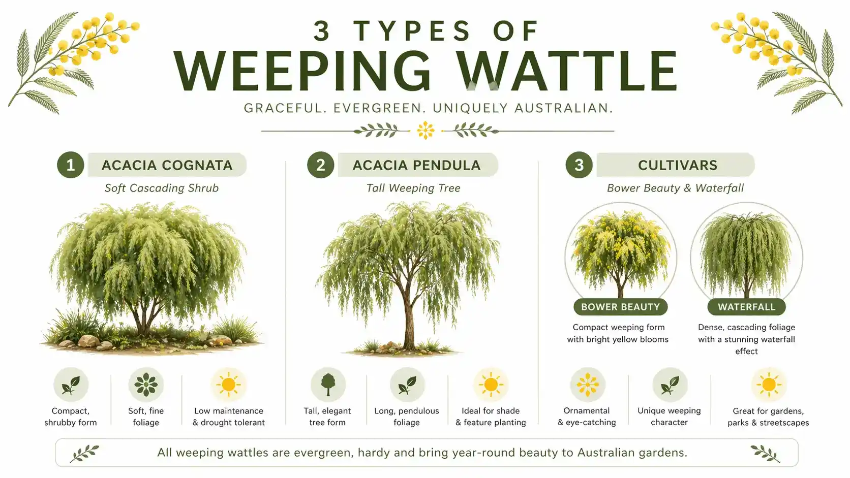 weeping wattle australia