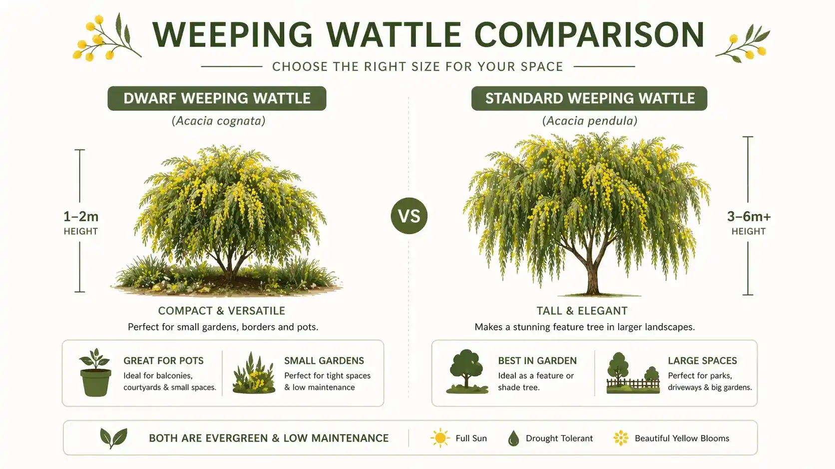 weeping wattle australia