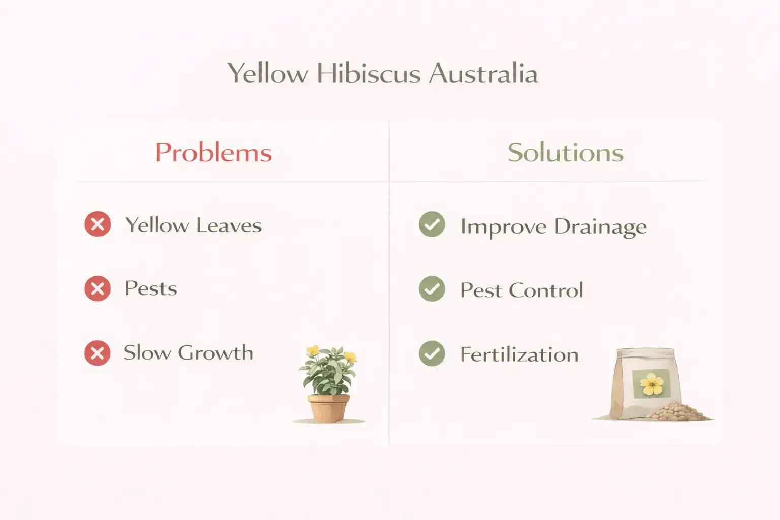 yellow hibiscus australia