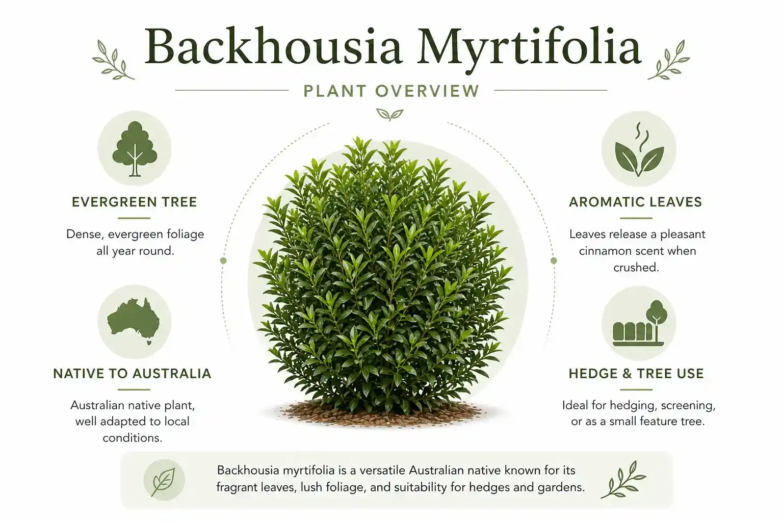 backhousia myrtifolia