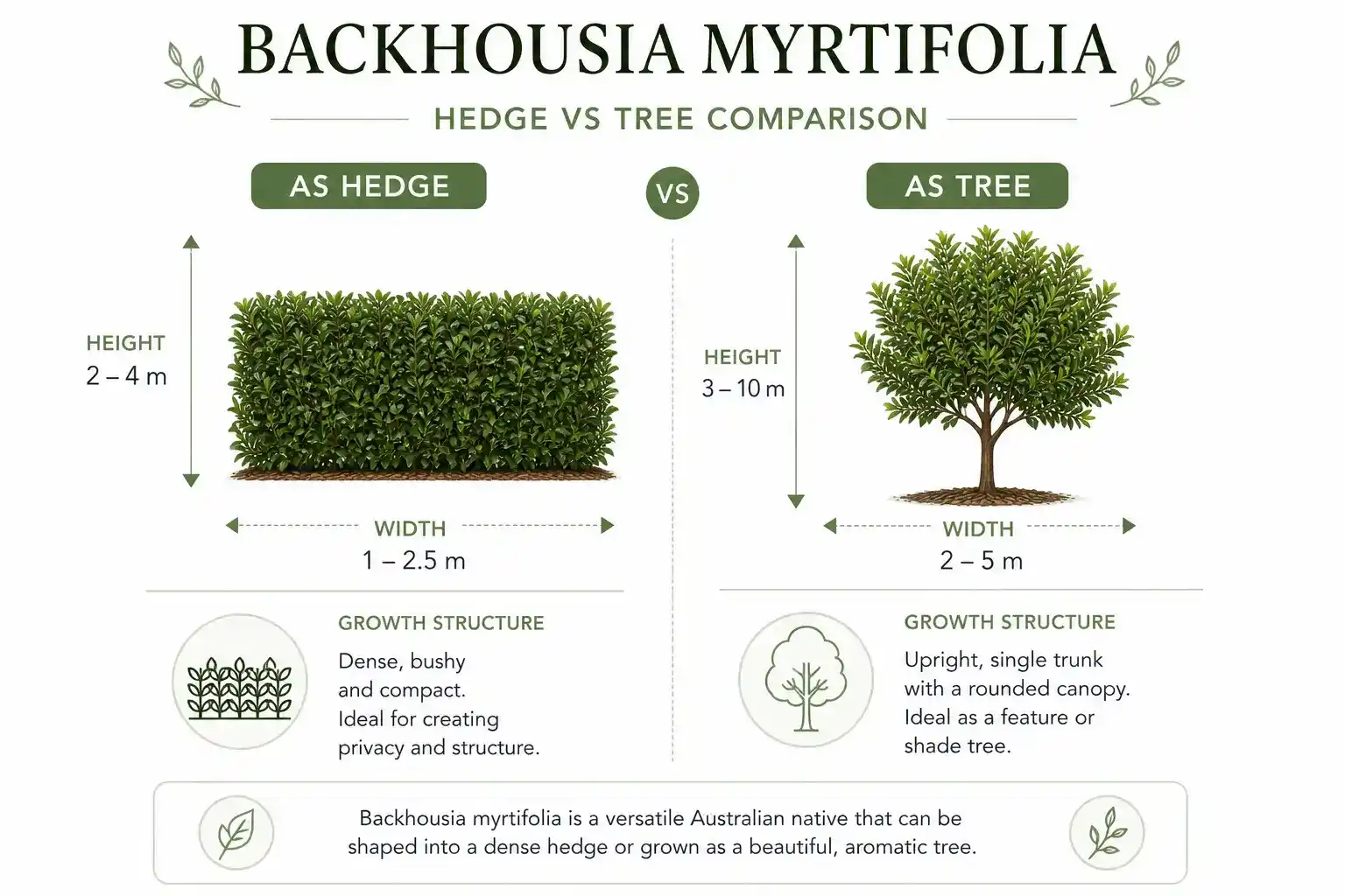 backhousia myrtifolia