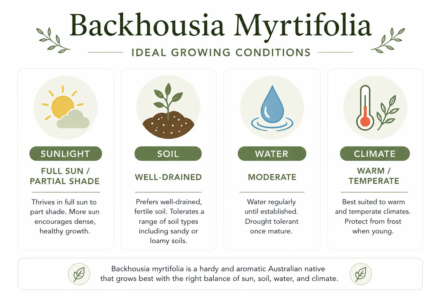 backhousia myrtifolia