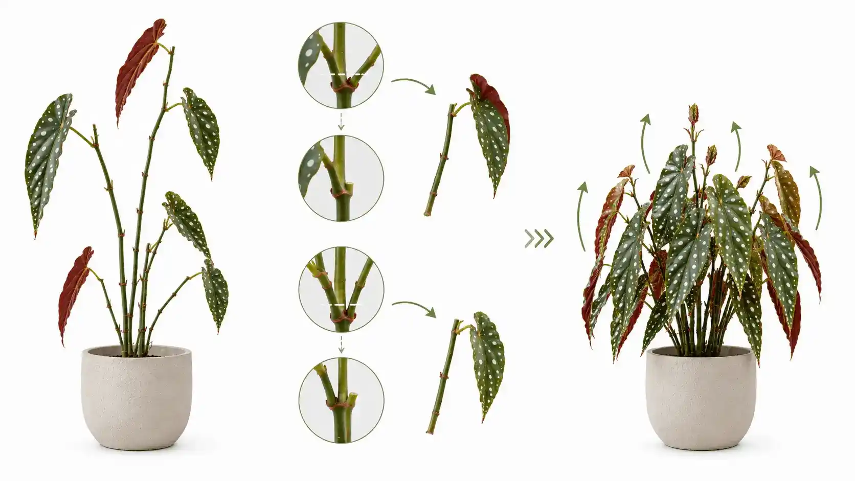 begonia maculata care