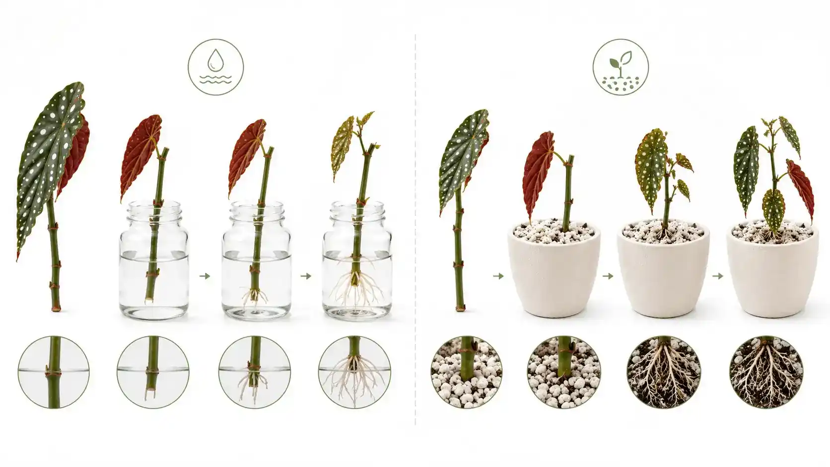 begonia maculata care