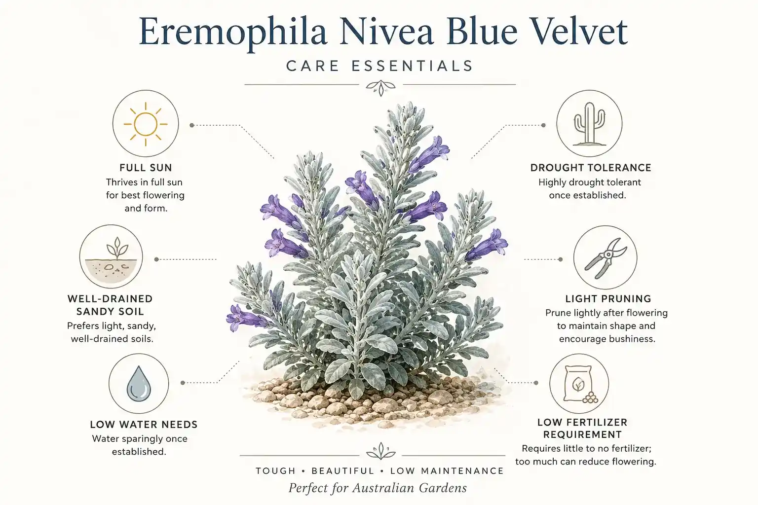 eremophila nivea blue velvet