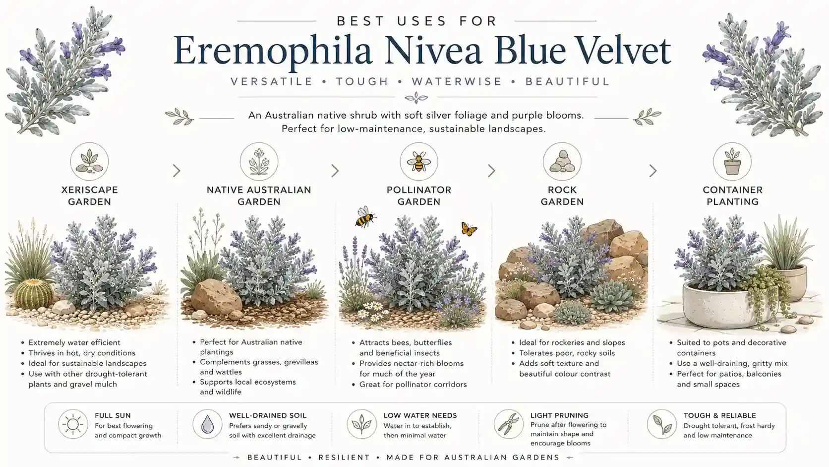 eremophila nivea blue velvet