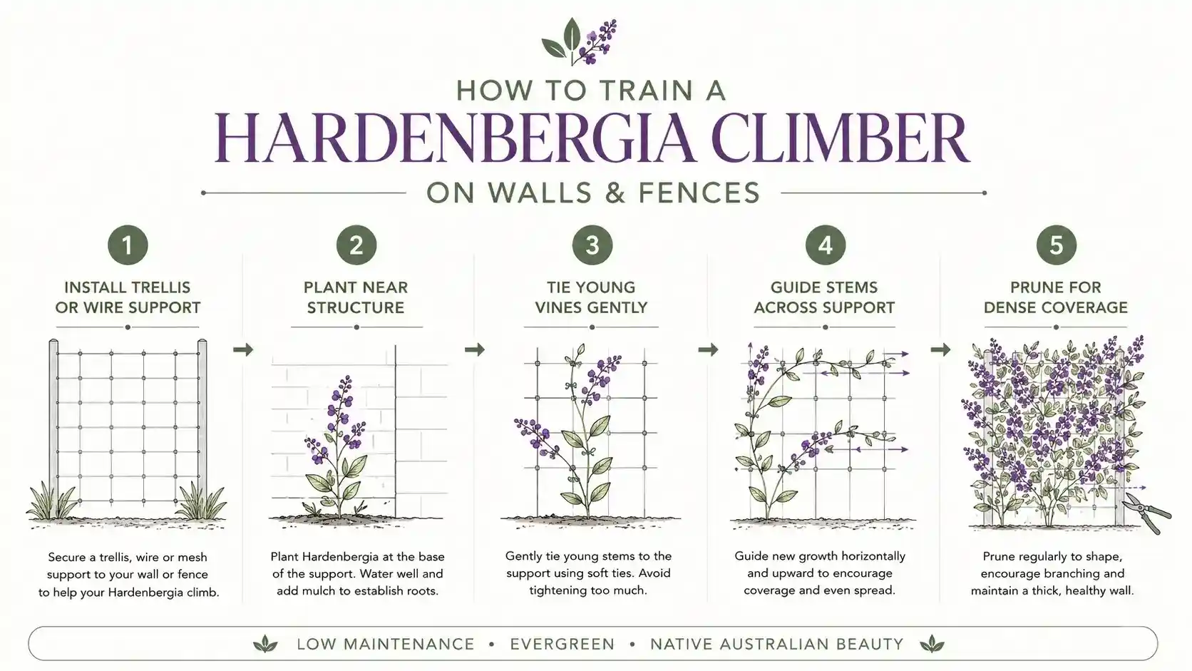 hardenbergia wall