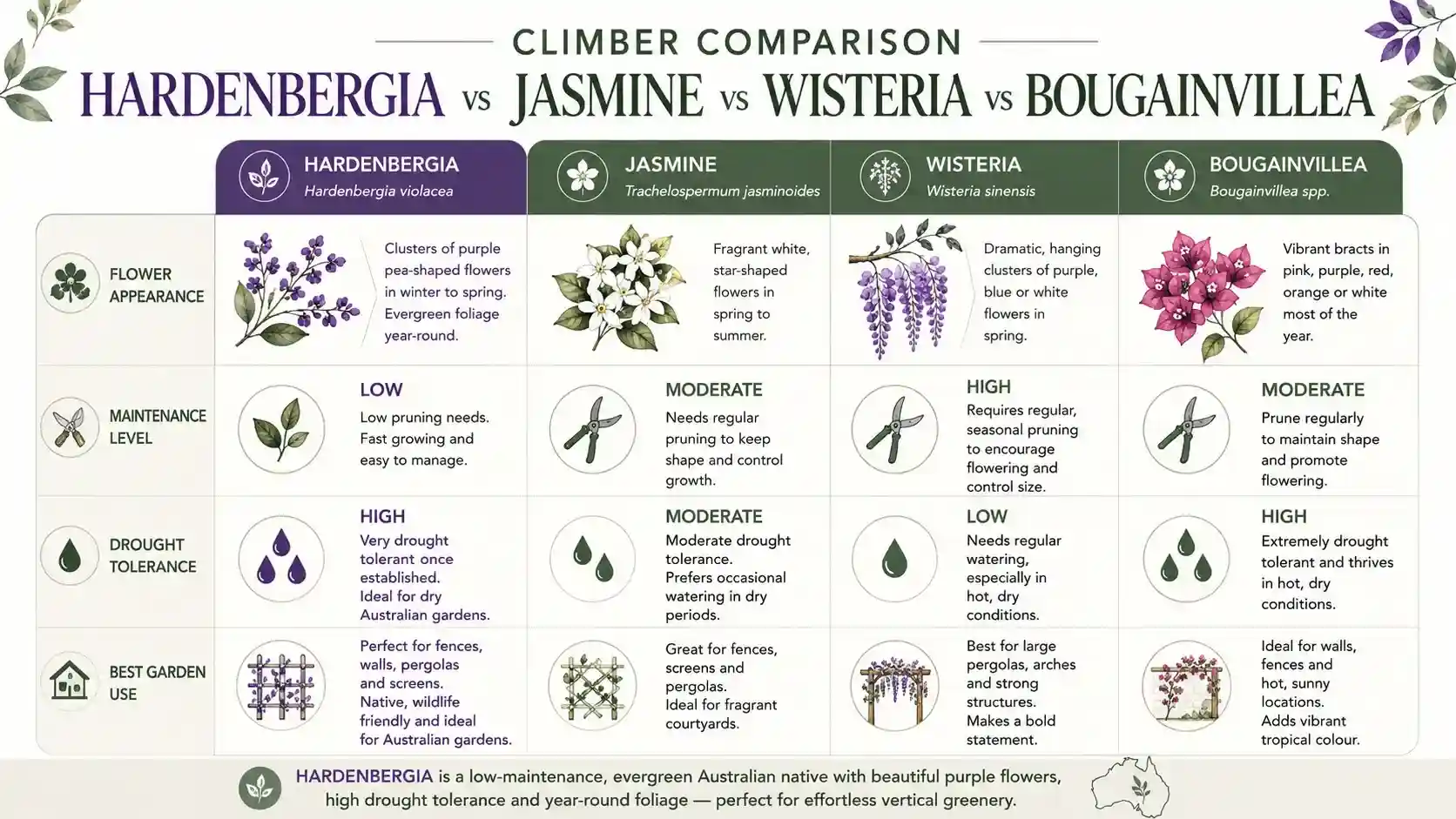 hardenbergia wall