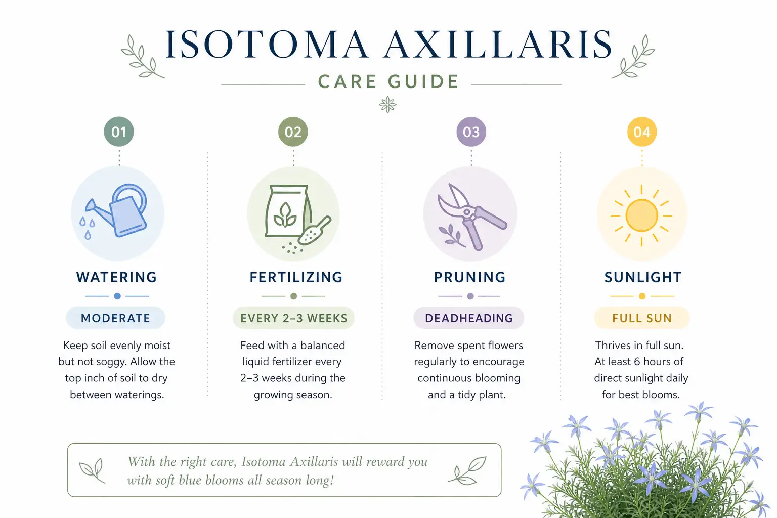 isotoma axillaris