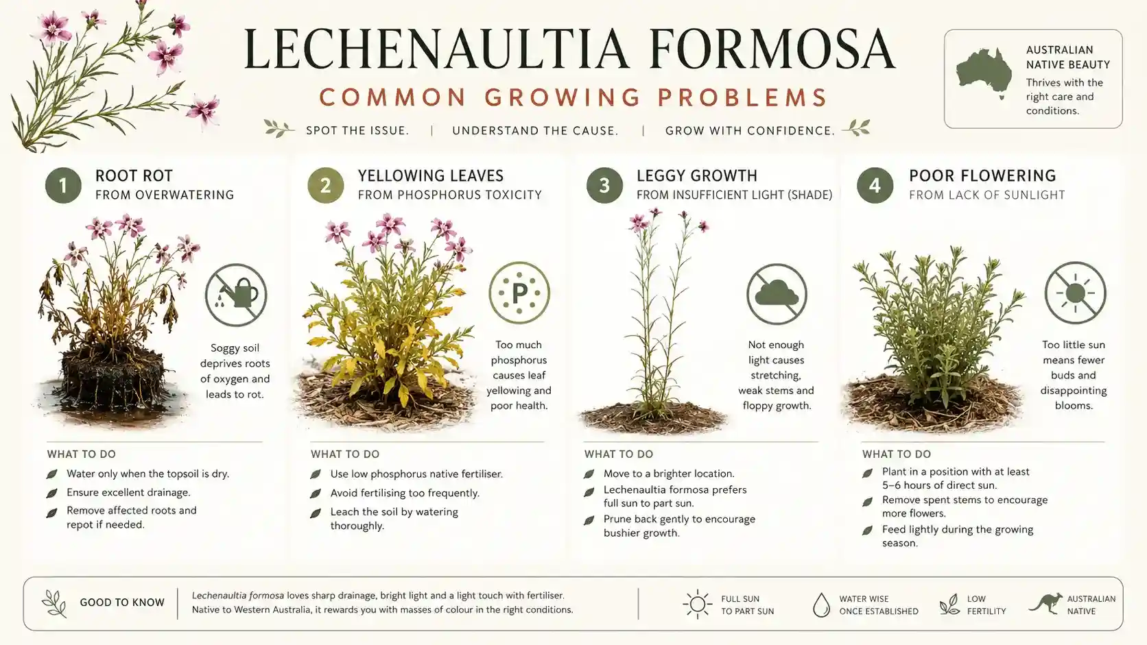 lechenaultia formosa
