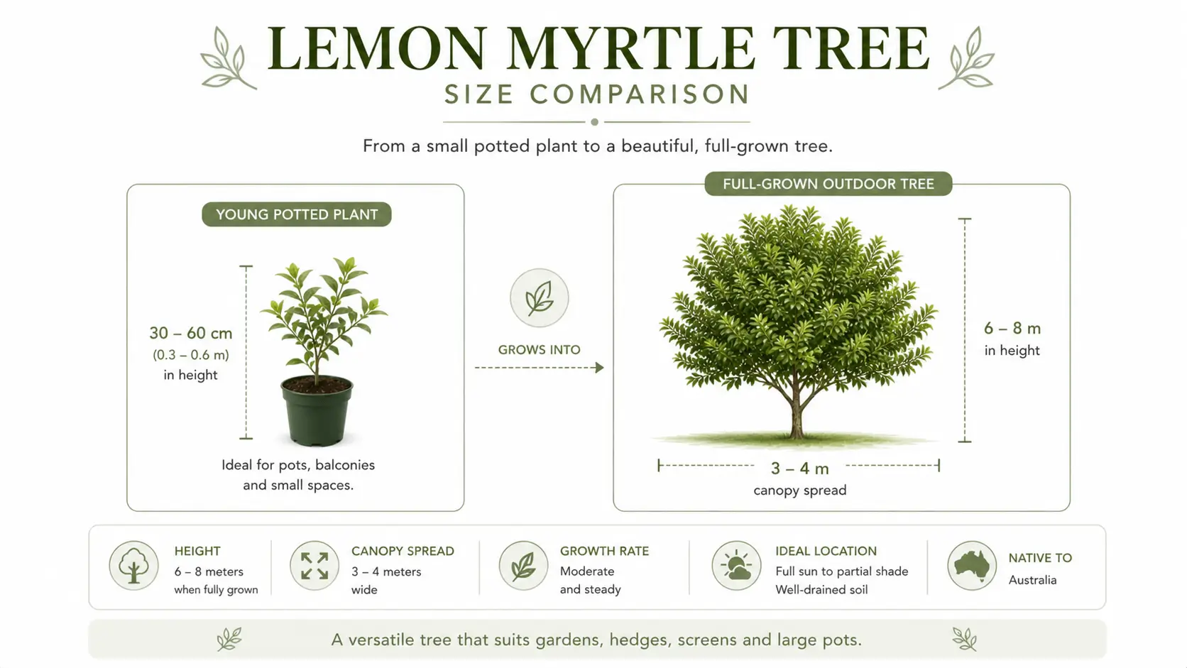 lemon myrtle tree