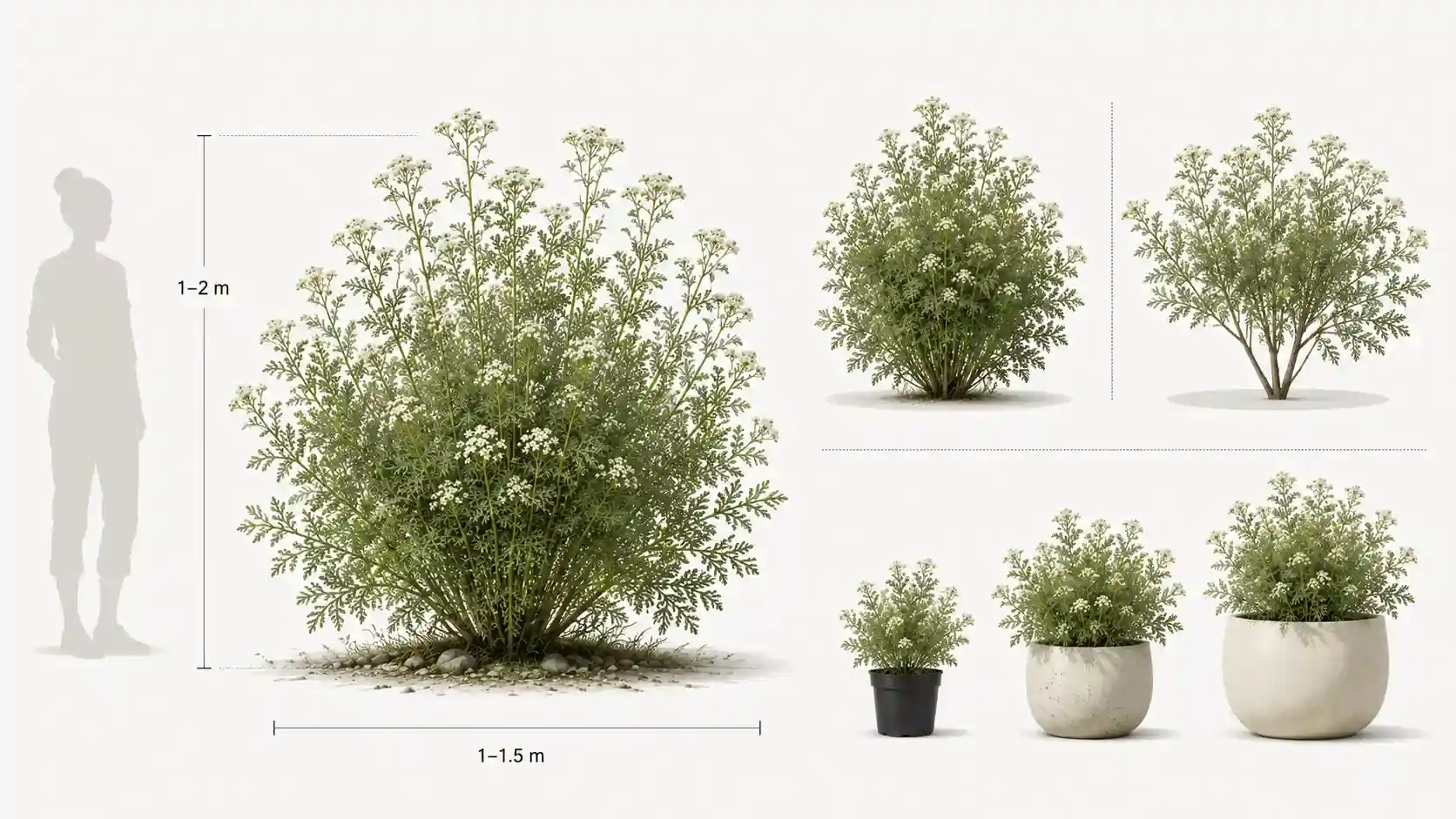 lomatia silaifolia