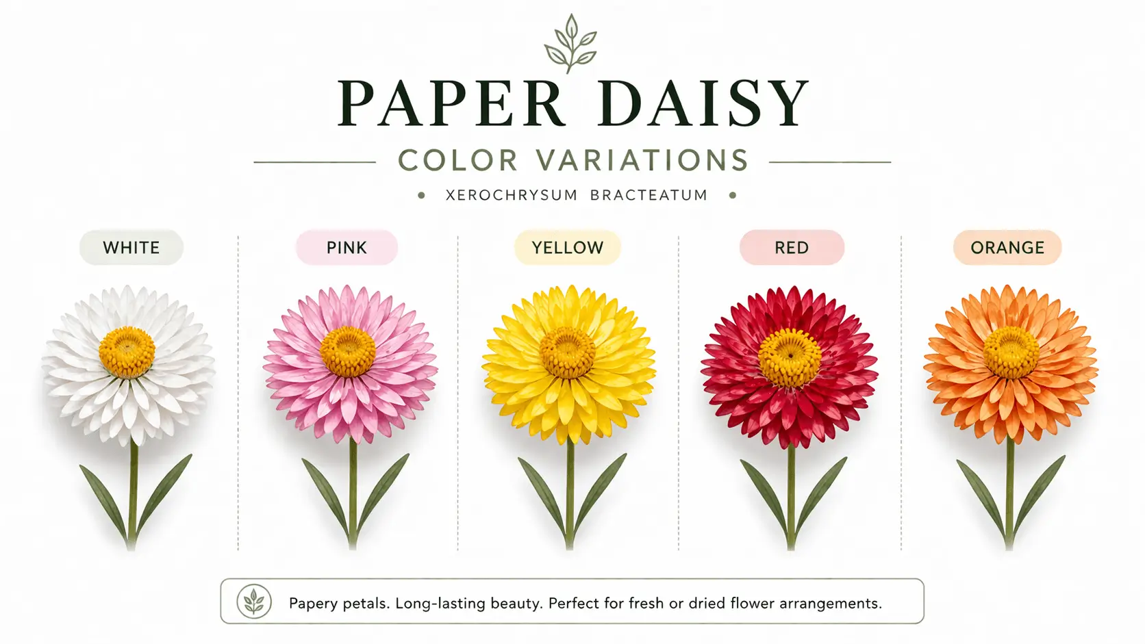 paper daisy plant