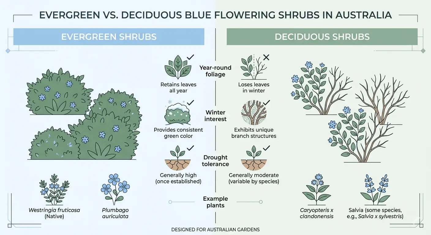 shrubs with blue flowers australia