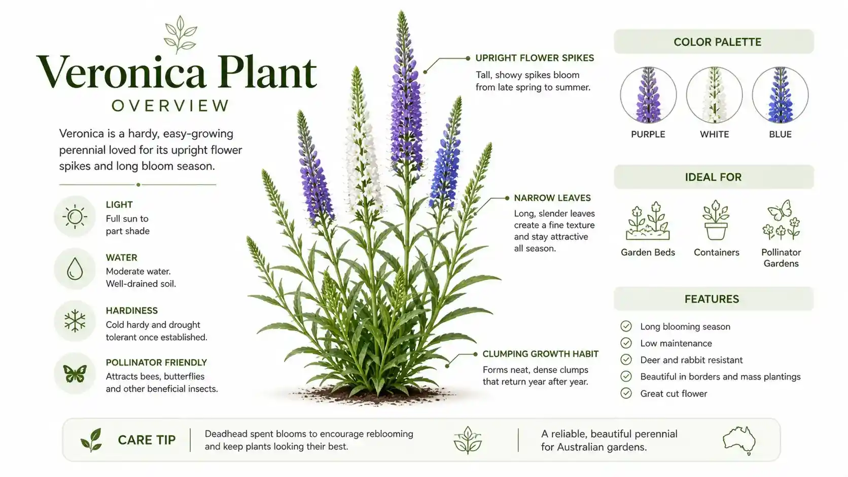 veronica plant australia