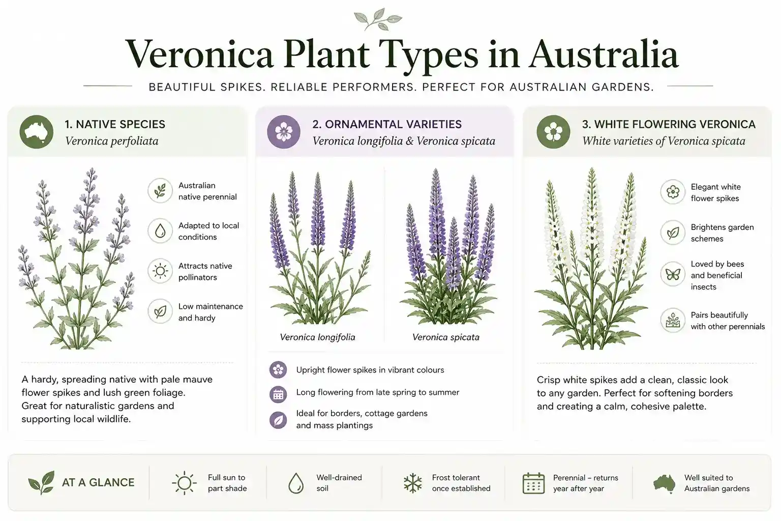 veronica plant australia