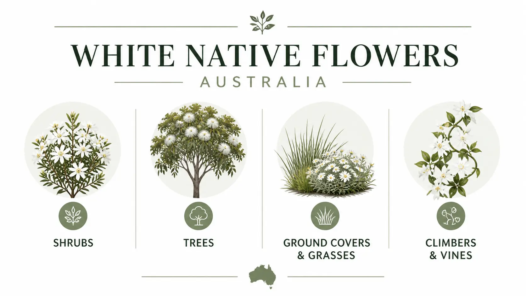 white native flowers australia