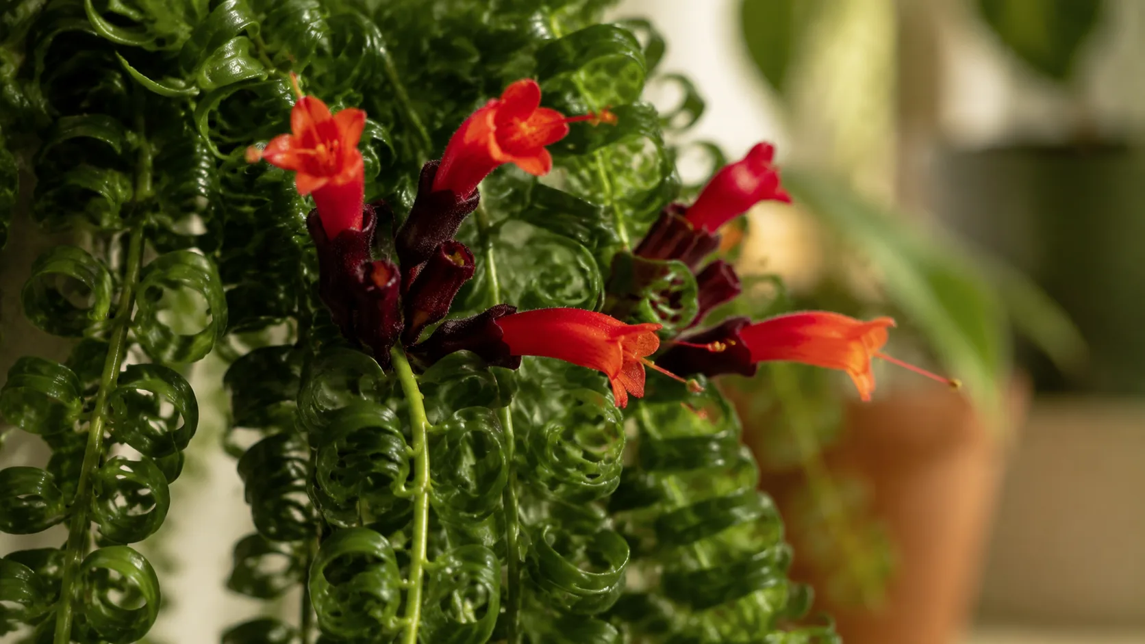 aeschynanthus rasta