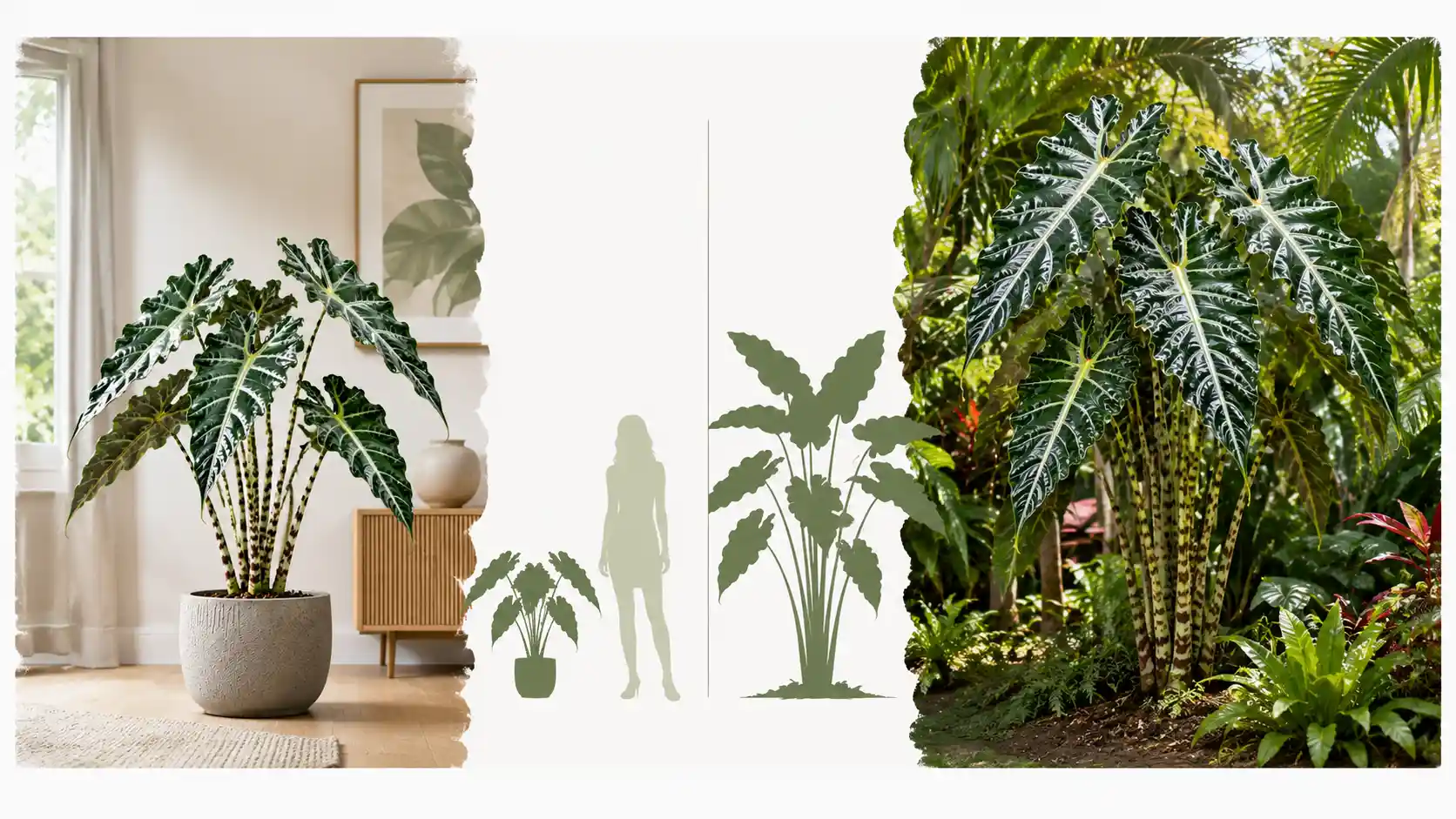 alocasia sarian care