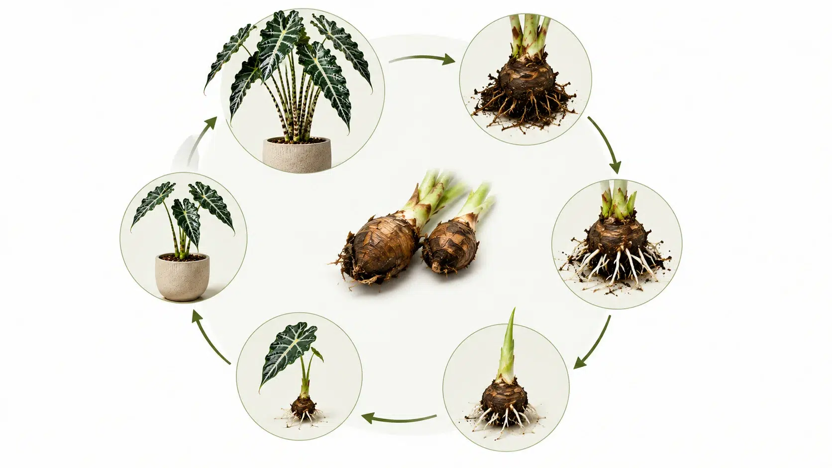 alocasia sarian care