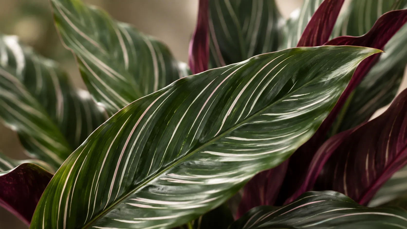 calathea majestica white star