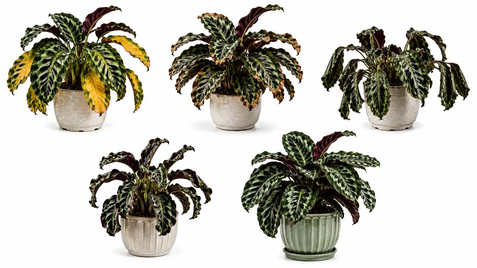 calathea warscewiczii care
