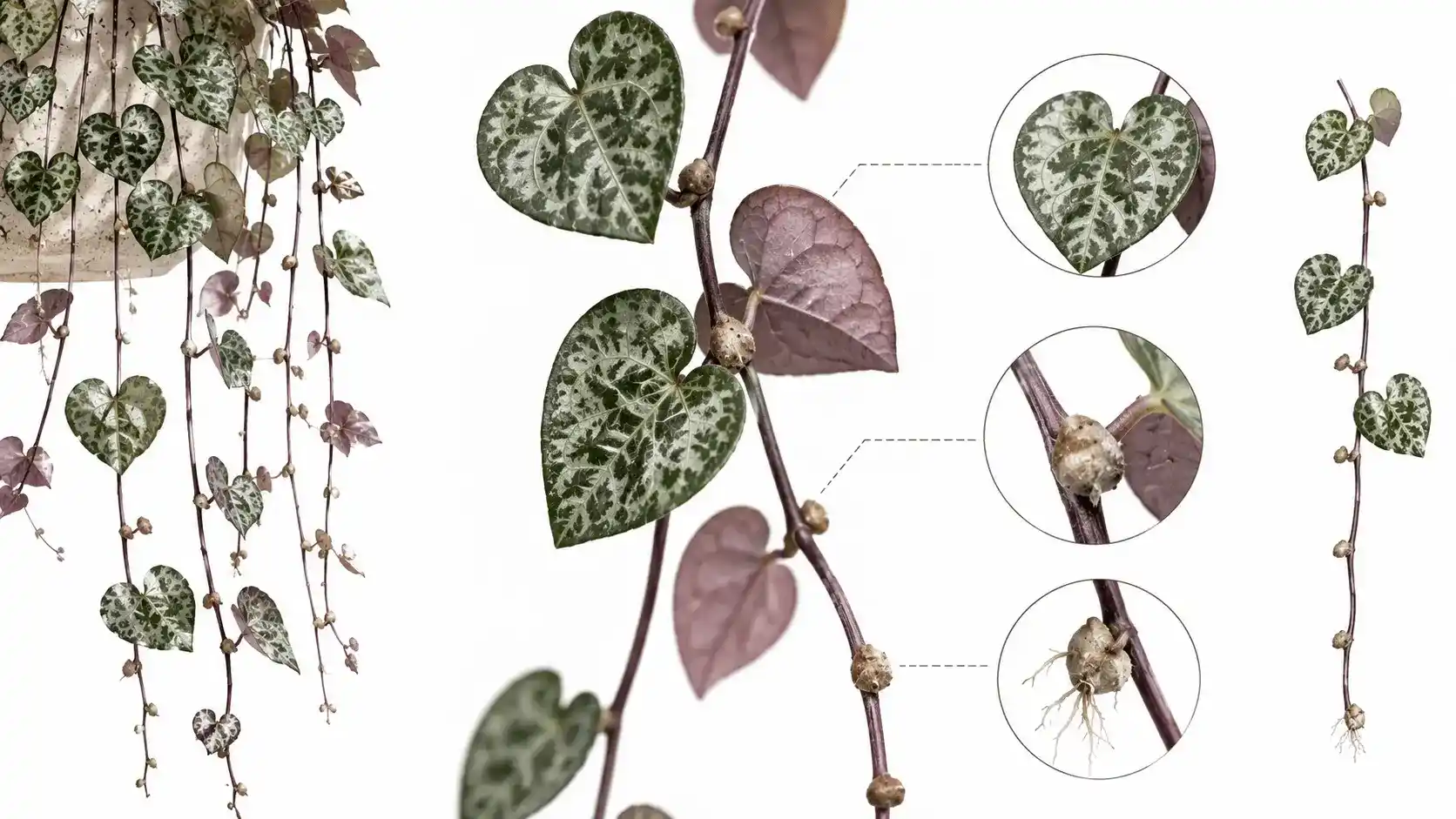 ceropegia woodii