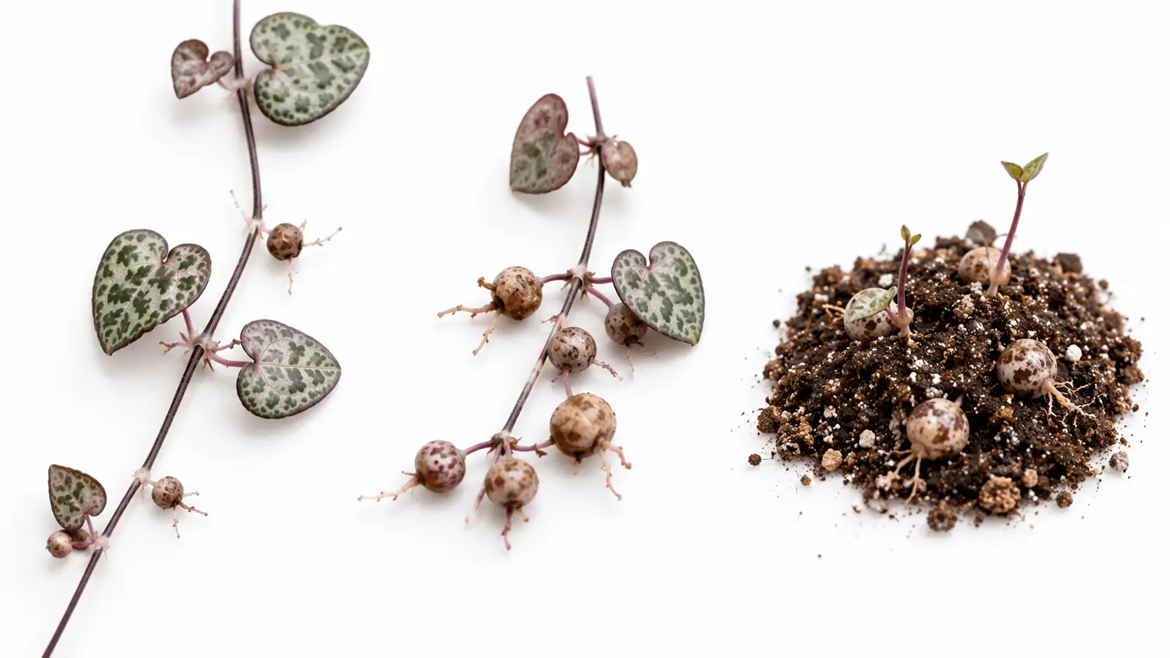 ceropegia woodii
