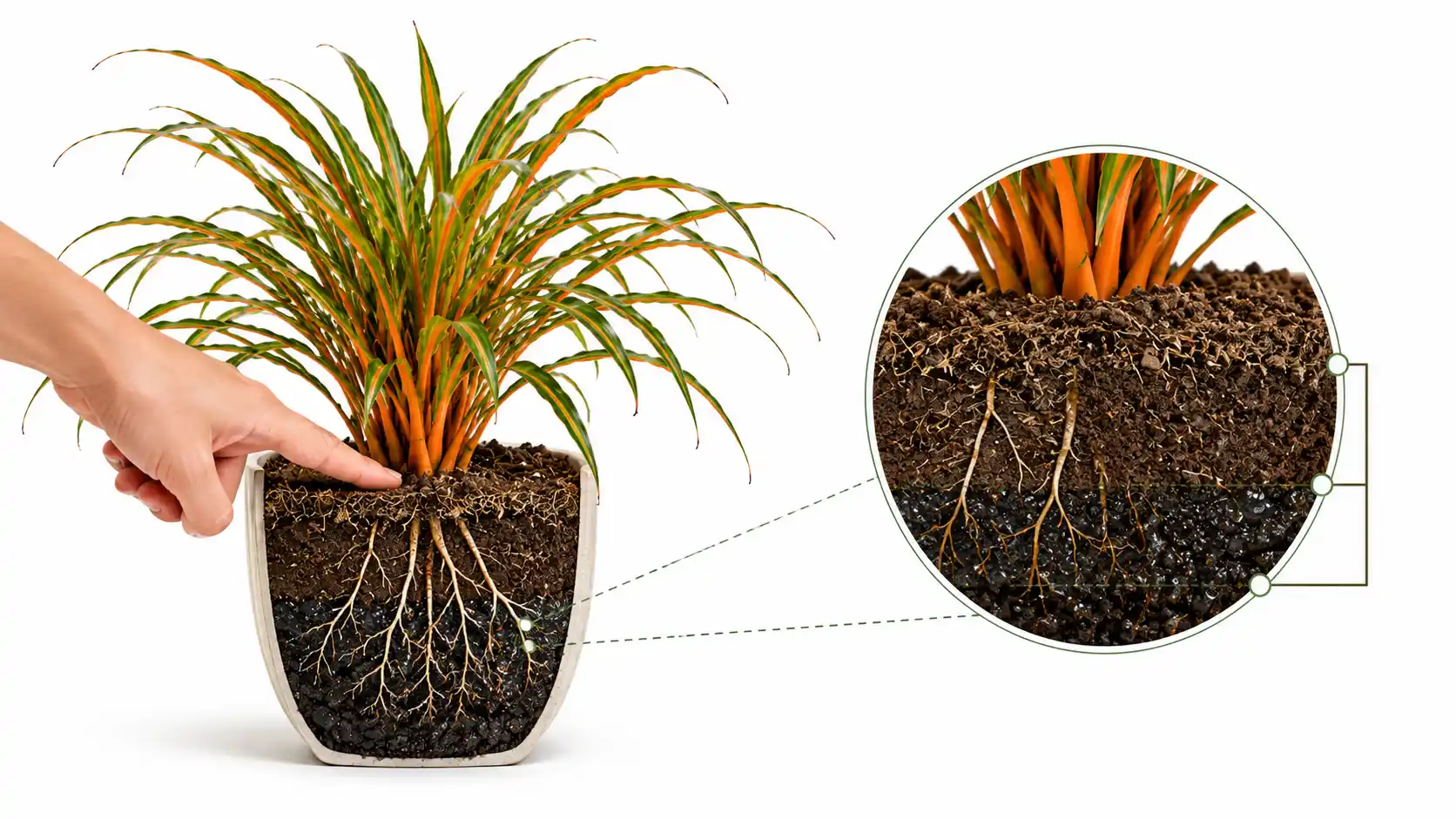 chlorophytum fire flash care