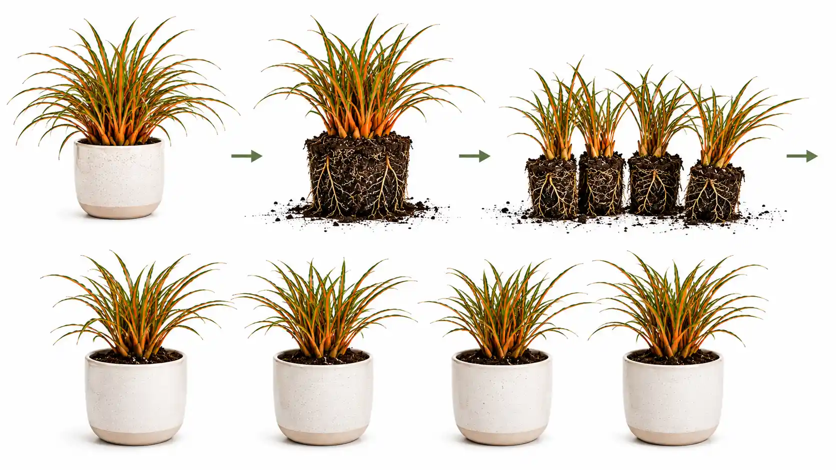 chlorophytum fire flash care