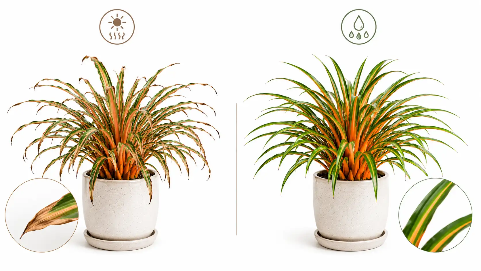 chlorophytum fire flash care